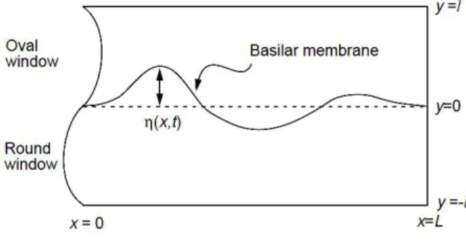 Fig. 1. Fluid mechanics in the cochlea. 