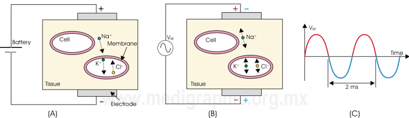 figure 1. (A) A simplified model of biological tissue formed by cells surrounded by extracellular medium