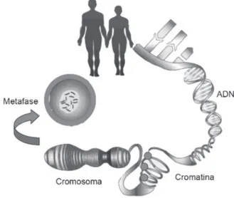 Figura 2. Distribución de cromatina en núcleos de blastómeras 