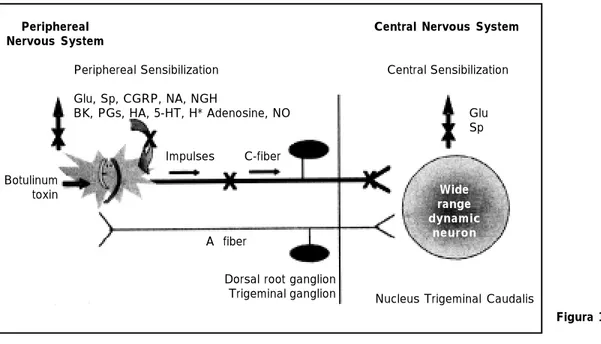 Figura 1. Sensibilización.Nucleus Trigeminal Caudalis