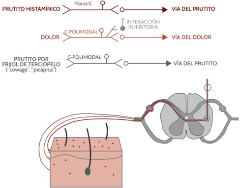 Figura  1 . Las vías peroféricas del prurito en azul y rojo, y el dolor en verde. La histamina y el “picapica” estimulan a  nivel de epidermis y dermis, respectivamente