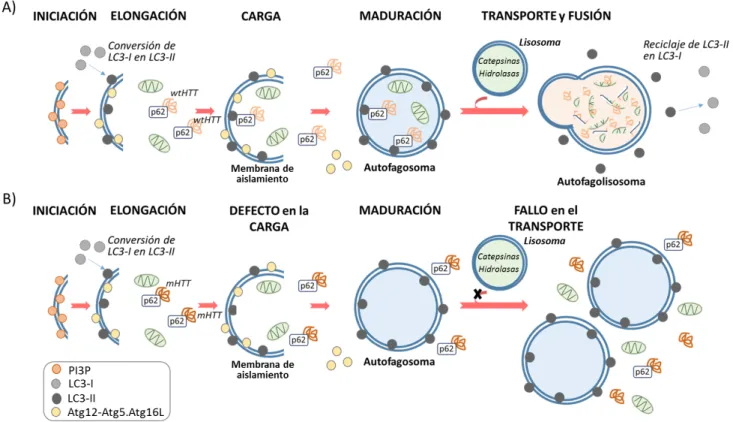 Figura 1.  Proceso de autofagia.