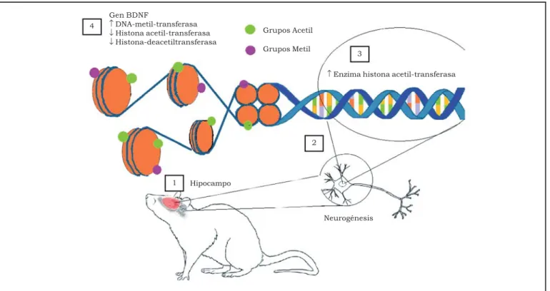 Figura 2.  Relación entre los cambios ambientales y las modificaciones epigenéticas. 1