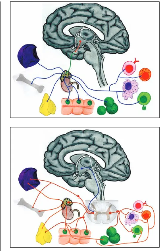 Figura 2. Sistema nervioso simpático