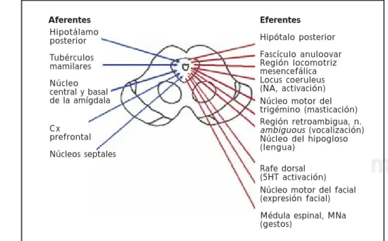 Figura 2. Diagrama del tercio me-