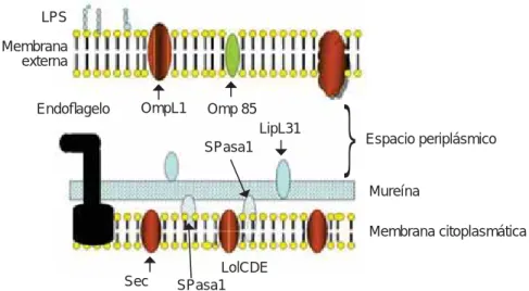 Figura 1. Estructura de la pared celular de Leptospira sp. (Modifi cado de Ko AI 15 ).