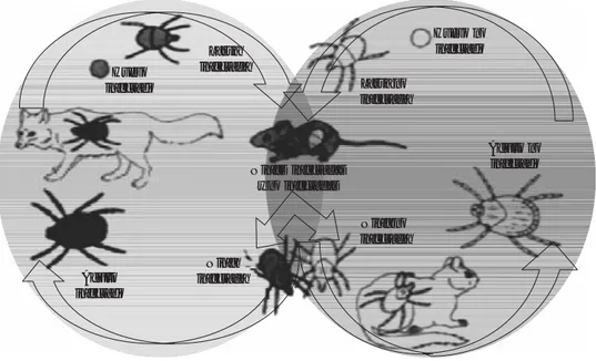 Figura 2. Ciclo de vida de la Rickettsia ricketsii en la garrapata y en el mamífero hospedero