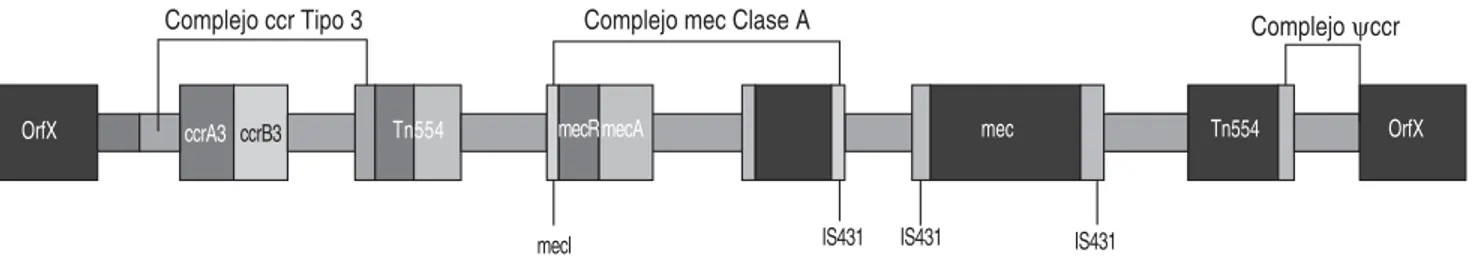 Figura 2b. Cassette SCCmec tipo IV. Presente en la comunidad.