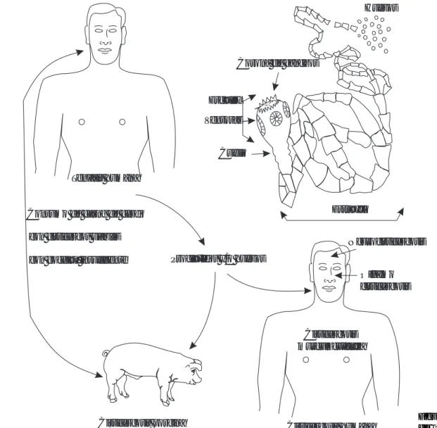 Figura 1. Ciclo biológico