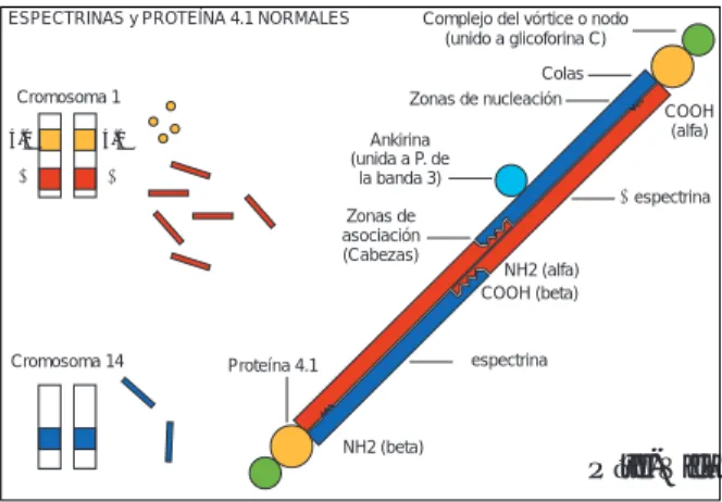 Figura 7. El esquema