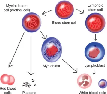 Figure 1. Image showing cells derived from myeloid and 