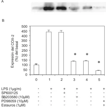 Figura 4.  Para observar el efecto de los inhibidores de las MAPK y PKC sobre las células pulpares humanas  trata-das con LPS, se preincubaron las células pulpares  huma-nas con los diferentes inhibidores para las MAPK y PKC, durante 30 minutos