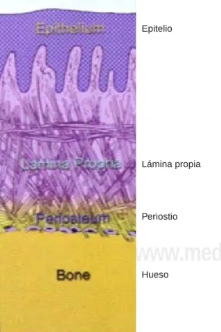 Figura 20.  Anatomía del tejido gingival. Relación del teji-