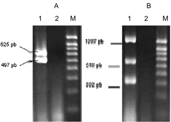 Figura 1. Panel A. Amplificaciones correspondientes a secuencias de los genes rfbE (497 pb) y fliC (625 pb)  en cepas de referencia Carriles 1 = ADN E