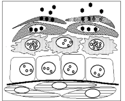 Figura 2. Ciclo de vida del Papilomavirus Humano 