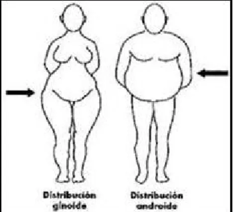 Figura 1. Representación del perfil corporal característico de mujeres y hombres.(18)