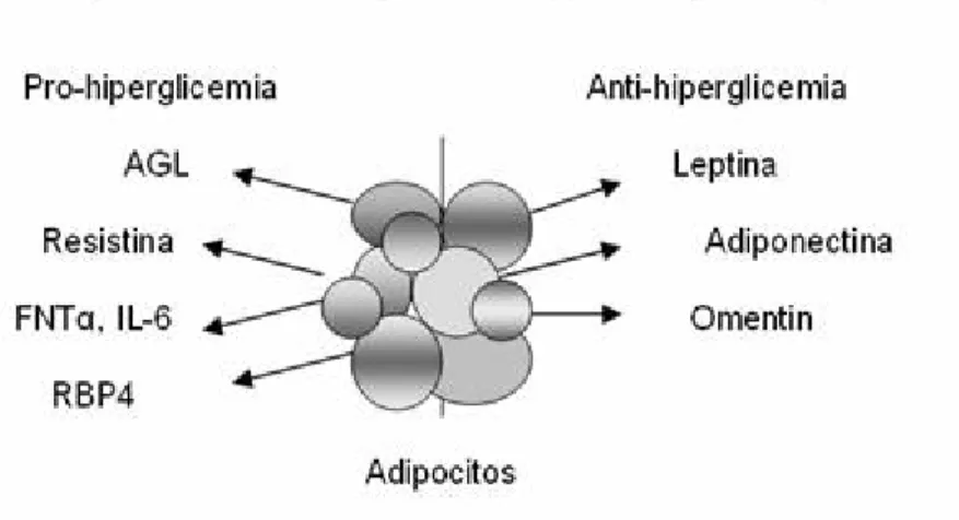 Figura 2. Moléculas producidas por el tejido adiposo