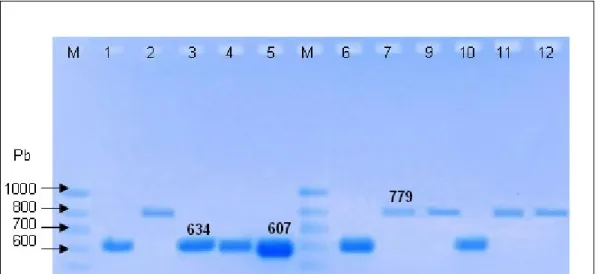 Figura 3. Electroforesis en gel de agarosa al 3% de los productos que fueron amplificados por PCR usando  como templado el DNA obtenido de las muestras de bacterias ácido lácticas