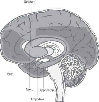 Figure 1. Expression of CB1 in the human brain. The expression 