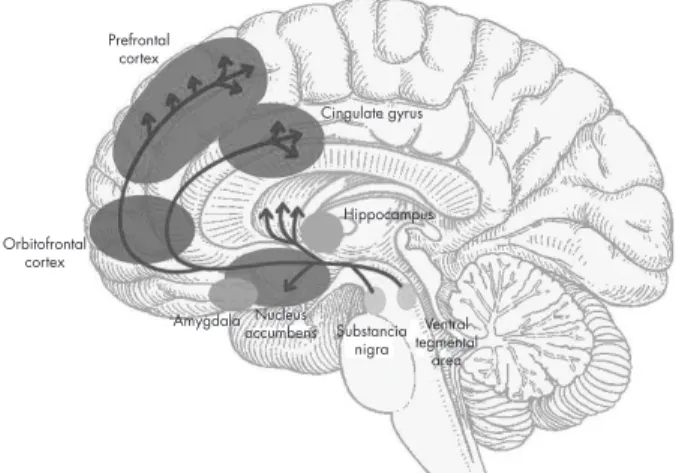 Figure 1. Brain reward pathways.