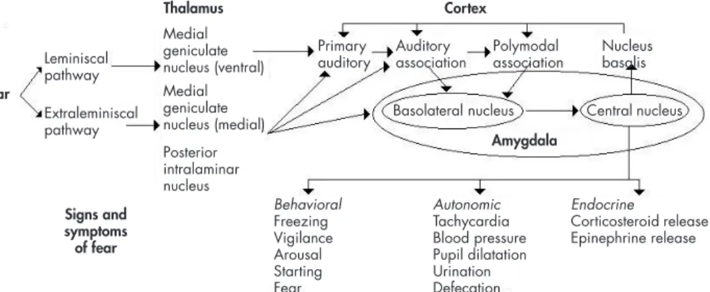 Figure 2. Auditory conditioned fear pathways. Sensory information is transmitted to the thalamus 