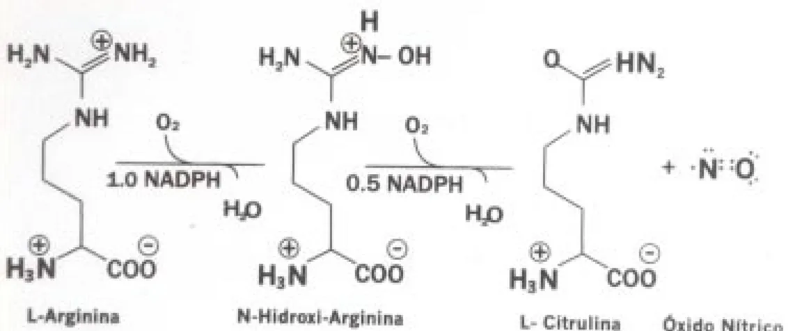 Fig. 1. Aspectos sobre las funciones del óxido nítrico como mensajero celular en el sistema