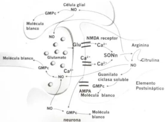 Fig. 3. Aspectos sobre las funciones del óxido nítrico como mensajero celular en el sistema