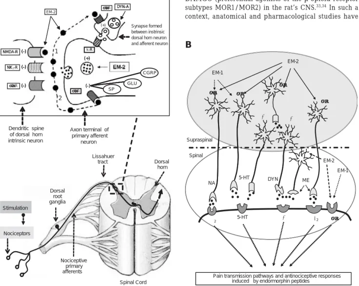 Figure 4. Schematic representation of the putative role of  endomorphin-2 modulating nociceptive transmission and pain perception in the brain of mammals