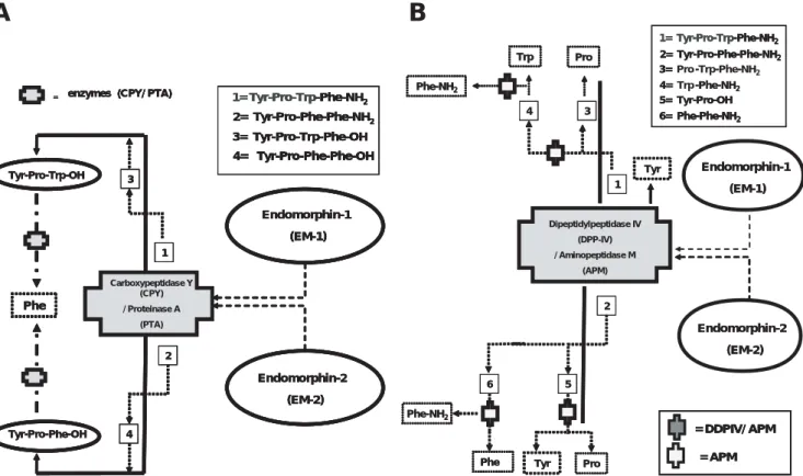 Figure 3. Schematic representation of the proposed enzymatic pathways involved in the catalysis of endomorphin peptides in the brain