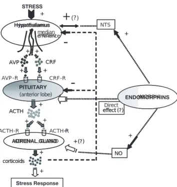 Figure 2.    Schematic representation of the potential effects of endomorphin peptides regulating the activity of the HPA axis upon exposure to stressful challenges