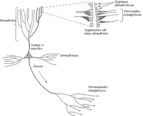 Figura 10 Partes de una neurona, modificado de Neural Network a Comprehensive Foundation [110 ]