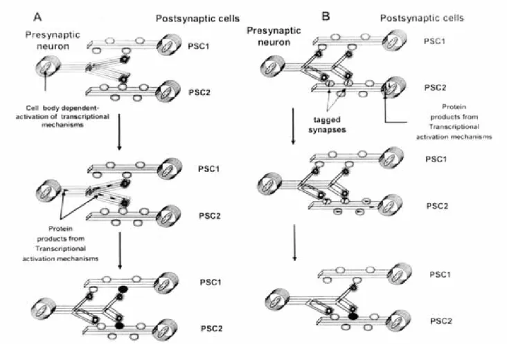 Fig. 1A. Schematic representation of a model describing synapse specificity for LTM.  (A)  One presynaptic neuron connects