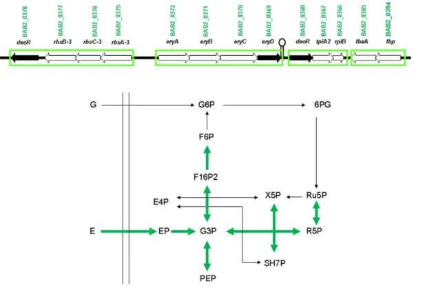 Figure 2. Effect of erythritol on carbohydrate metabolism. Genetic organization of the cluster of genes surrounding the ery operon involved in catabolism of erythritol, represented at the top of the Figure