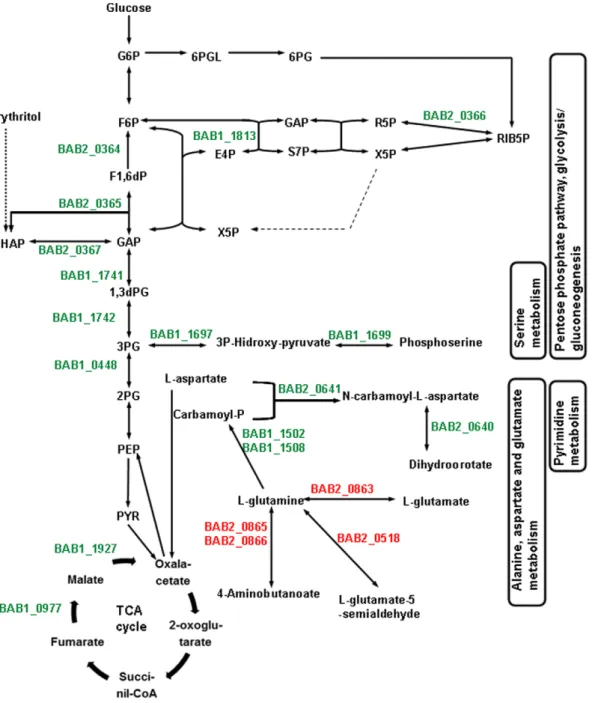 Figure 3. Map of the main carbohydrate and amino acid metabolic pathways regulated by erythritol in B
