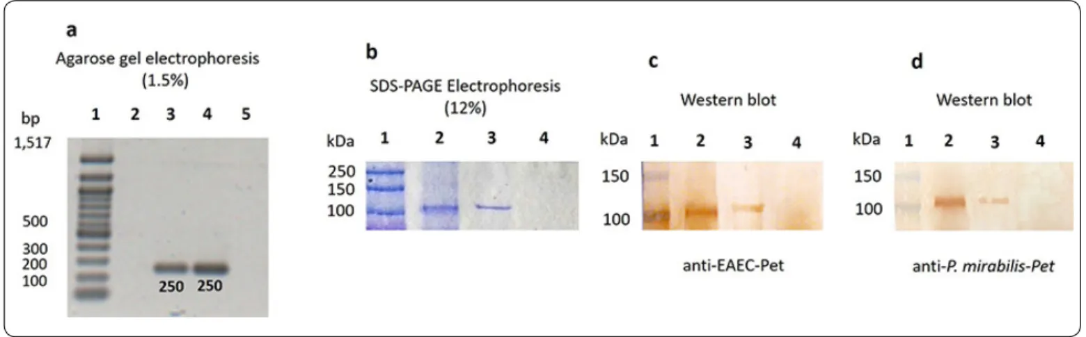 Figure 1. Pet detection in P. mirabilis (Pet+). (a) DNA of each microorganism was analyzed by PCR using specific primers for Pet, the agarose  electrophoresis presents a 250 pb amplicon for P