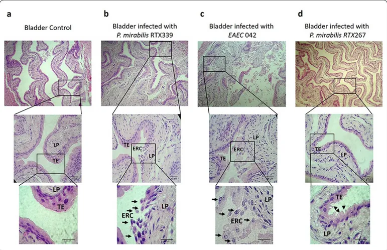 Figure 3. Histopathological evaluation of bladder tissues infected with different bacterial strains