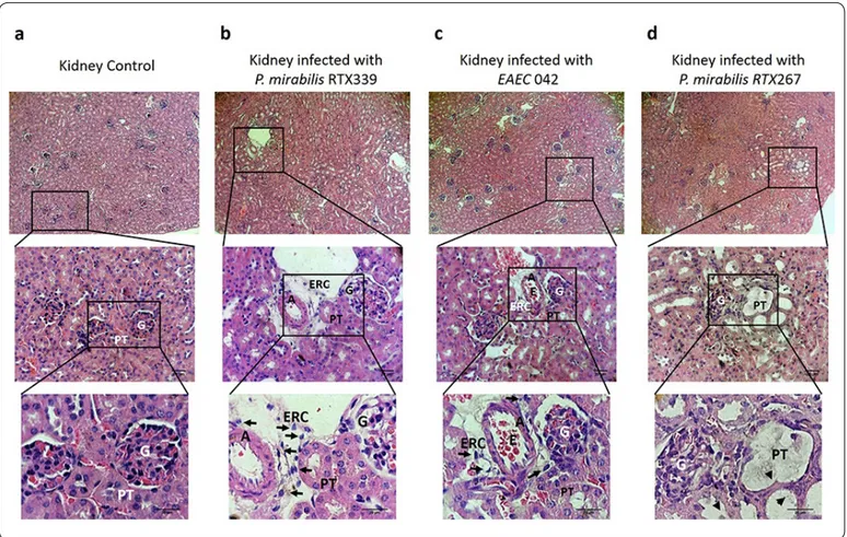 Figure 4. Histopathological evaluation of kidney tissues of mice infected with different bacterial strains