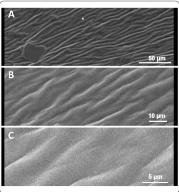Figure 2. SEM analysis of the CS-OM film. No damage or irregularity  was observed in the structure of the film following the drying process