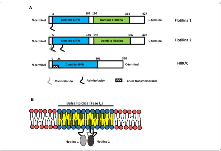 Figura 3. Estructura y componentes de una balsa lipídica. a) Estructura de las proteínas que contienen dominios SPFH, se muestra la  ubicación de los dominios SPFH en proteínas eucariontes: Flotilina 1 y 2, adicionalmente estas proteínas contienen un domin