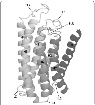 Figure 2. Three-dimensional structural model of Ste2p. A  ribbon representation of the three-dimensional structure of  Ste2p is presented