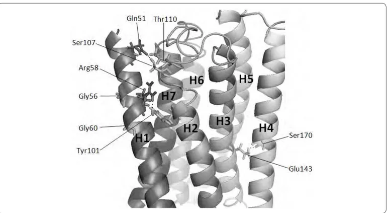 Figure 3. Residues involved in helix-helix interactions in Ste2p model. The transmembrane helices of Ste2p are presented as  ribbons and are enumerated from H1 to H7