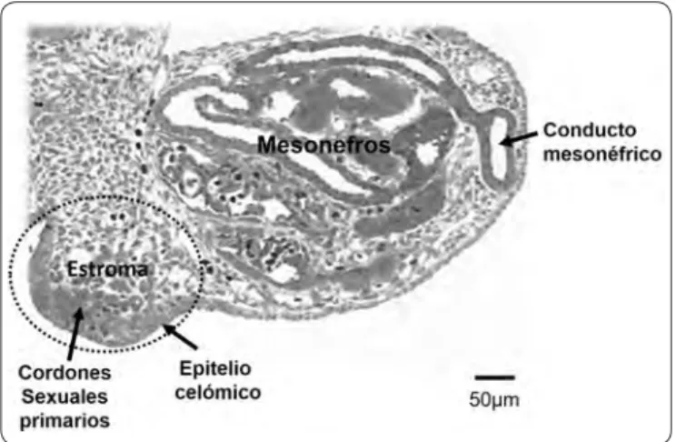 Figura 1. Corte transversal de un complejo urogenital de  conejo, formado por la cresta gonadal y el mesonefros