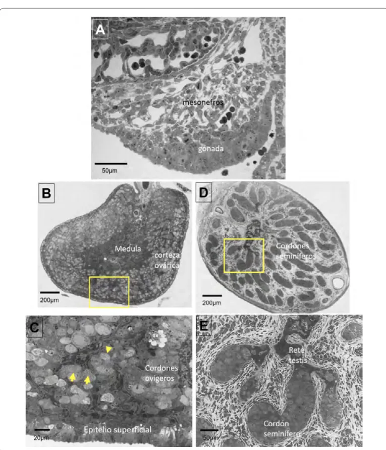 Figura 2. Desarrollo morfológico de las gónadas de conejo. A) Corte transversal de una cresta gonadal morfológicamente  indiferenciada