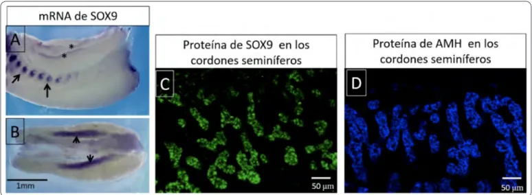 Figura 3. Expresión de Sox9 y hormona antimülleriana A y B) Preparación de hibridación in situ de muestras completas de  conejo, se observa la expresión localizada de ARNm de Sox9 (morado), en A se señala la expresión de Sox9 en las costillas  (flechas) y 