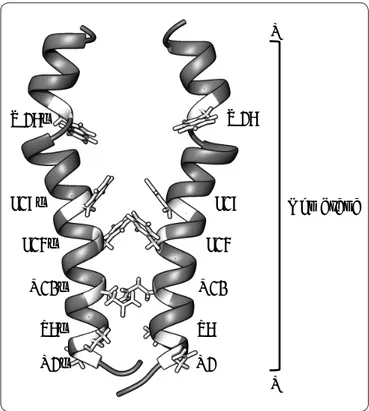 Figura 8. Modelo de interacción de los dominios  transmembranales de la subunidad b. Las cadenas laterales de  los aminoácidos tratados en el texto se muestran en color