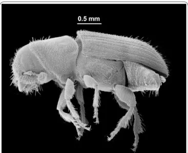 Figura 1. Escarabajo descortezador del pino, Dendroctonus 