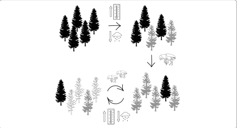 Figura 2. Ciclo de retroalimentación negativa entre los cambios climáticos y la incidencia de descortezadores sobre la salud  del bosque