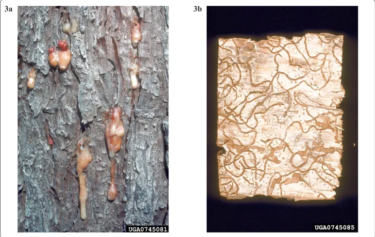 Figura 3. a) Tronco de pino atacado por descortezadores. Se muestran los grumos de resina producidos por el árbol ante la  perforación de los escarabajos, fotografía cortesía de Erich G