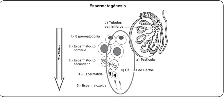 Figura 1. La espermatogénesis se lleva a cabo en los b) túbulos seminíferos ubicados en los a) testículos