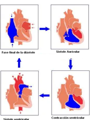 Fig. 2  Ciclo cardiaco 